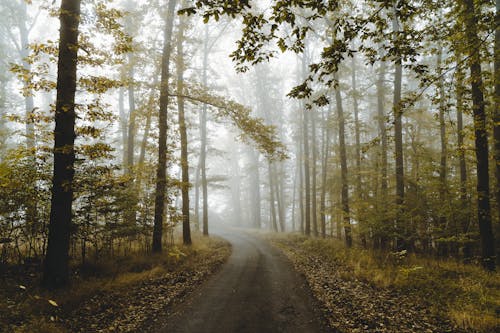 Photos gratuites de arbres, brouillard, chemin de terre