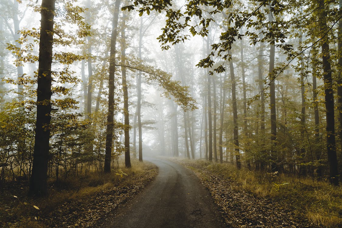 Fog over Dirt Road in Forest