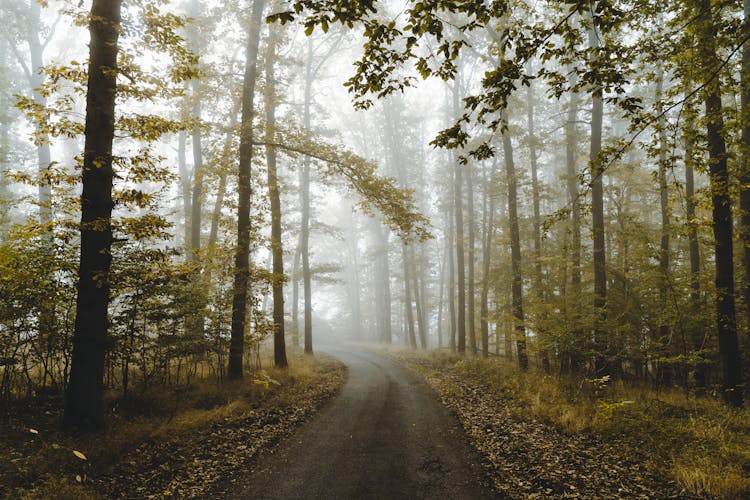 Forest Bathing: A Surprising Solution for Modern-Day Challenges thumbnail