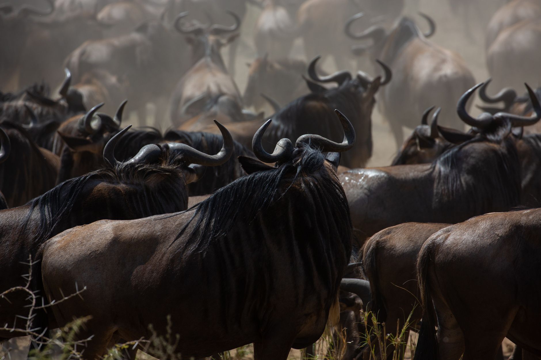 Serengeti, Tanzania
