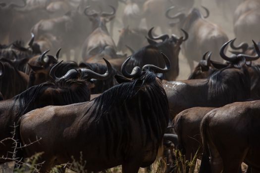 Olduvai Gorge with archaeologist — Serengeti