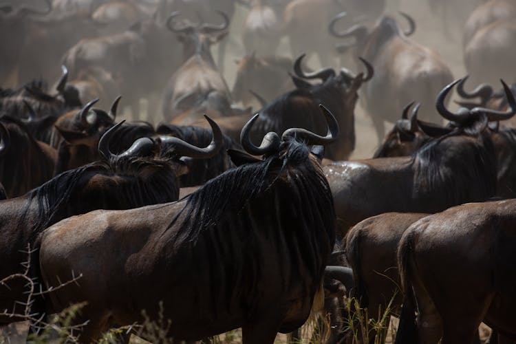 Herd Of Wildebeests