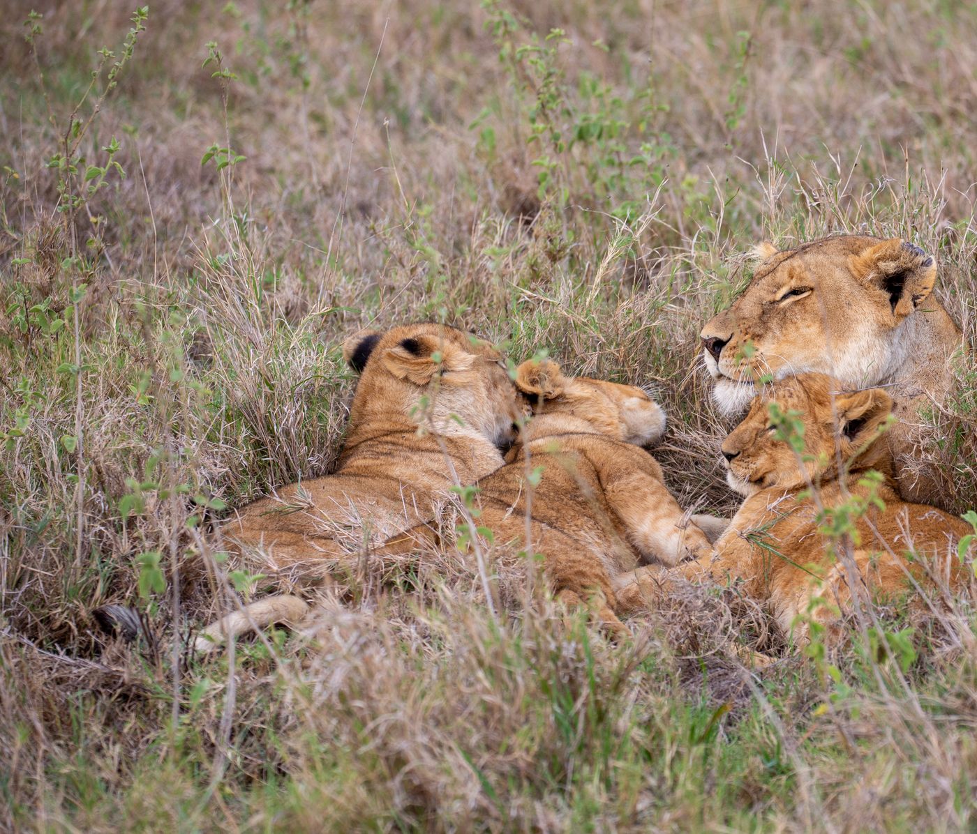Lioness and cubs resting in the grasslands
