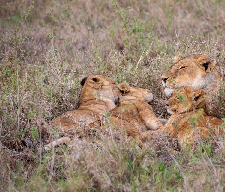 A Lioness Lying With Her Cubs 