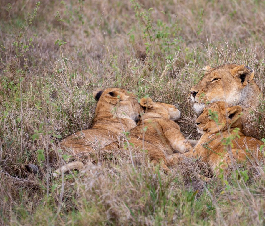 Zebra grazing on open savanna in Lake Mburo National Park