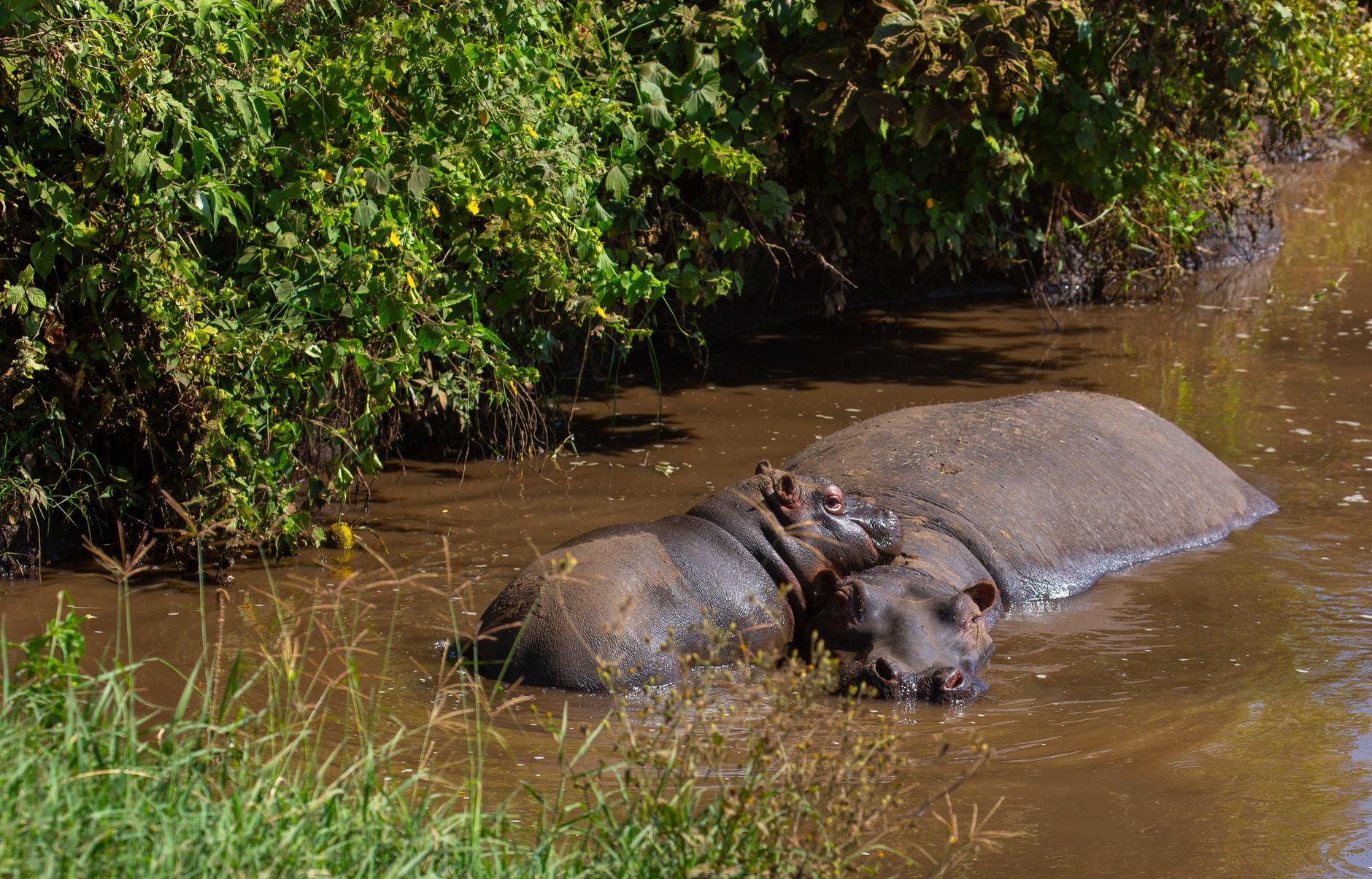 Two hippos calmly resting in a lush, shaded marsh environment.