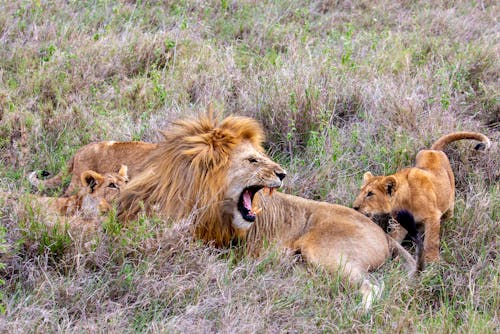 動物の写真, 地面, 壁紙の無料の写真素材