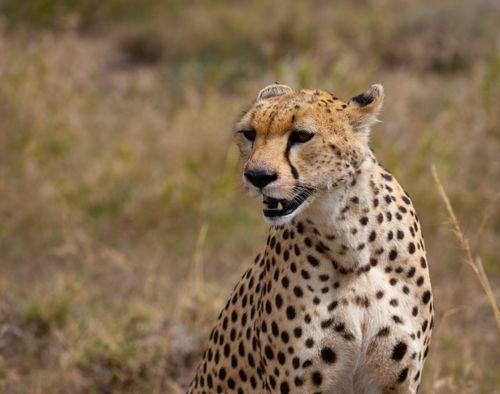 Free Close-up of a cheetah in its natural habitat, showcasing the beauty of wildlife. Stock Photo