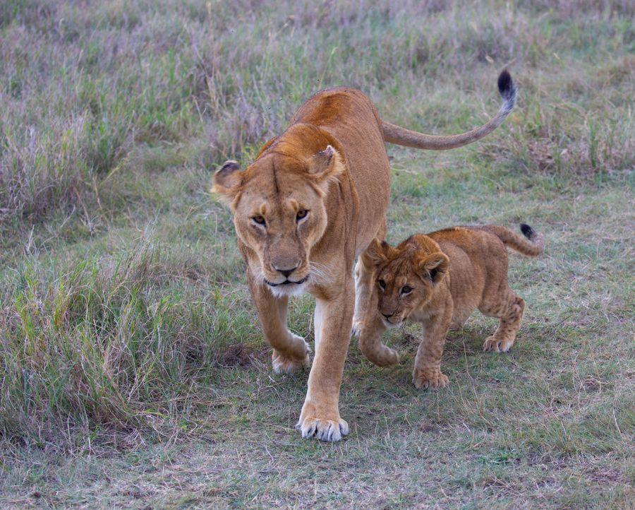 Lioness walking with her cub across the savannah