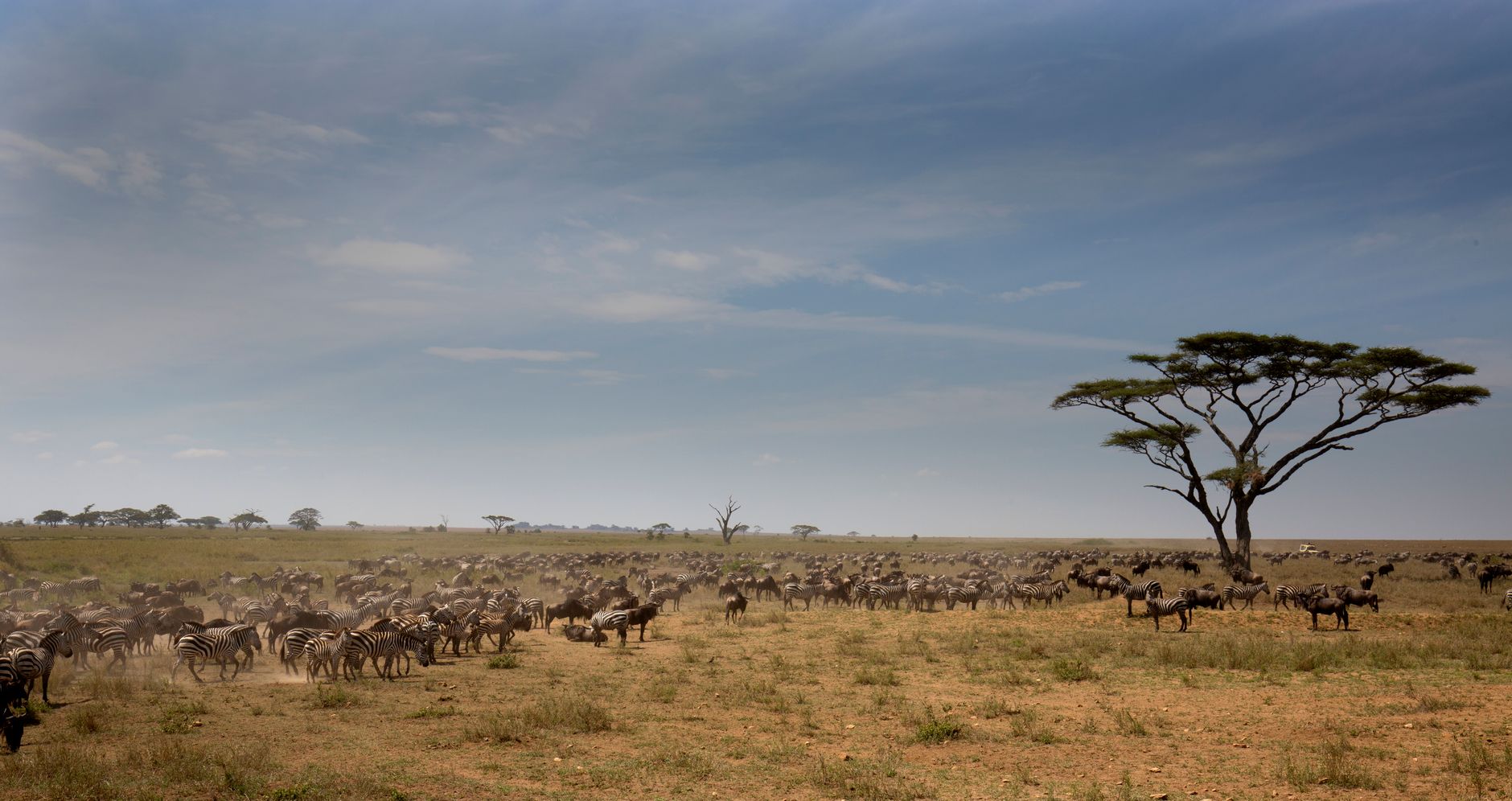 A herd of zebras roaming the vast Serengeti plains under a clear blue sky, showcasing African wildlife.