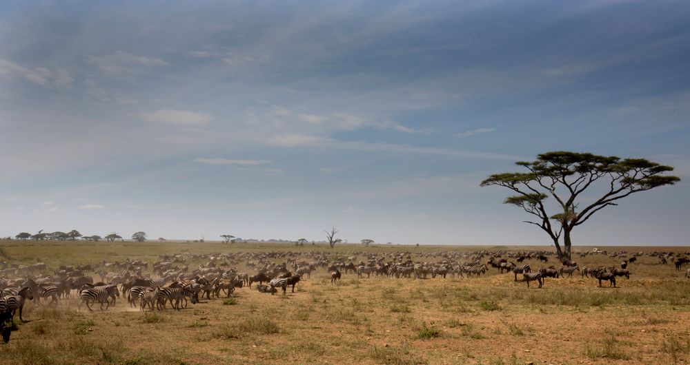 Cientos de ñus y cebras pastando junto a una acacia icónica del Serengeti