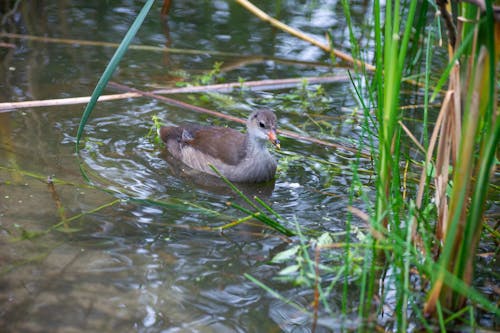 Free stock photo of common moorhen, water hen, wild birds