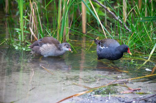 Free stock photo of common moorhen, moorhen chick, water hen