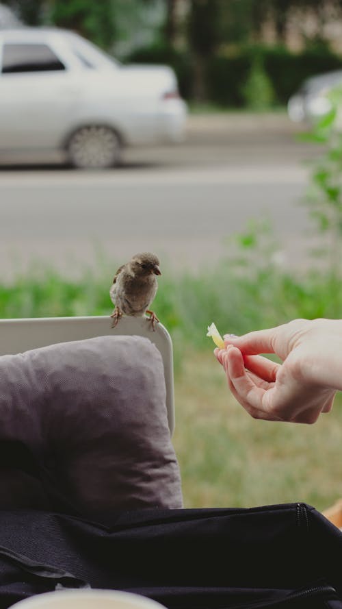 Hand Feeding Sparrow
