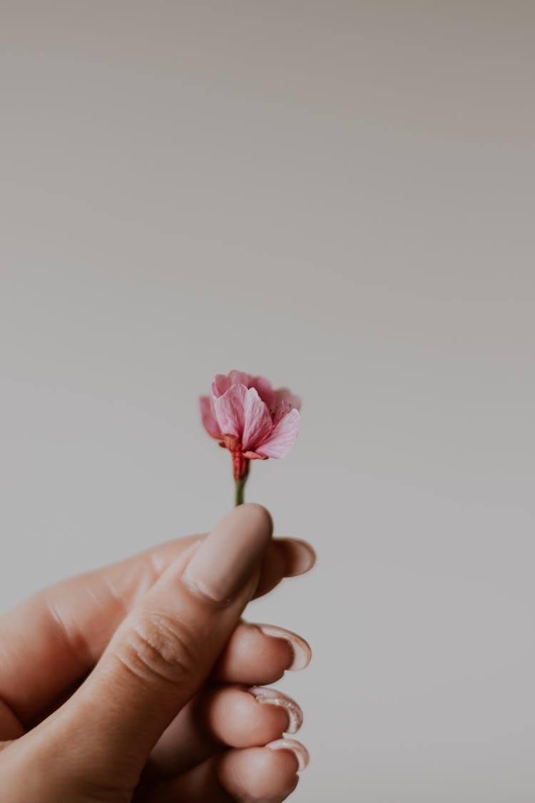 Flower In Woman Hand