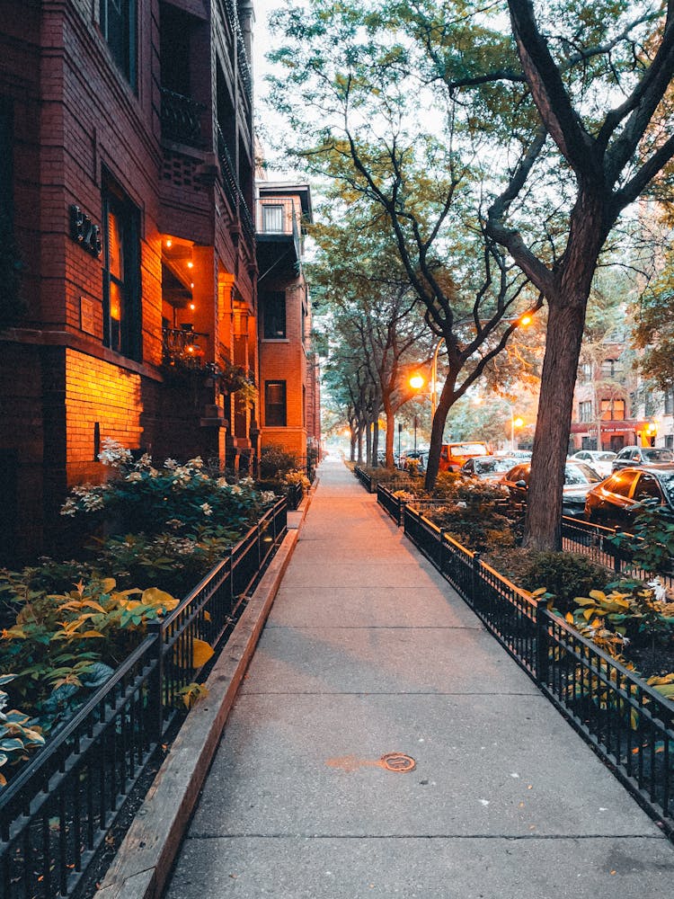 Trees Over Sidewalk In Town