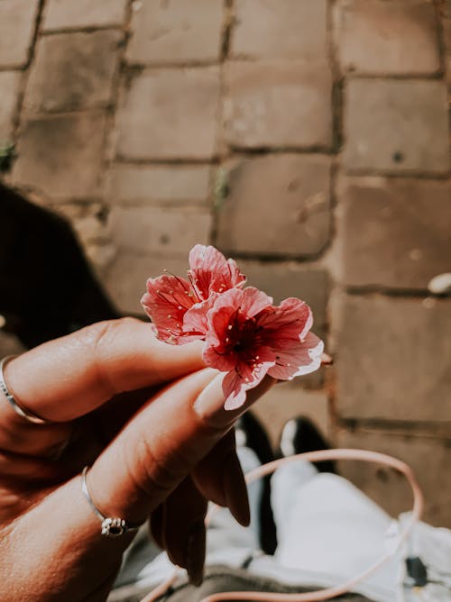 Pink Flowers in Woman Hands