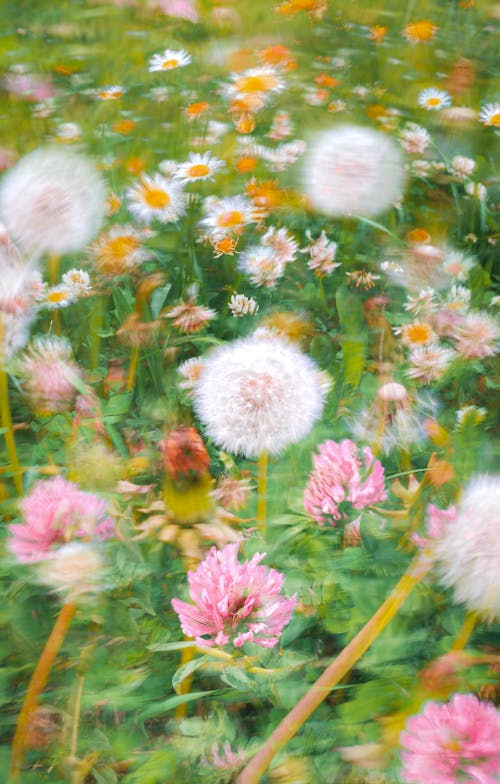 Foto d'estoc gratuïta de borrós, dents de lleó, flors