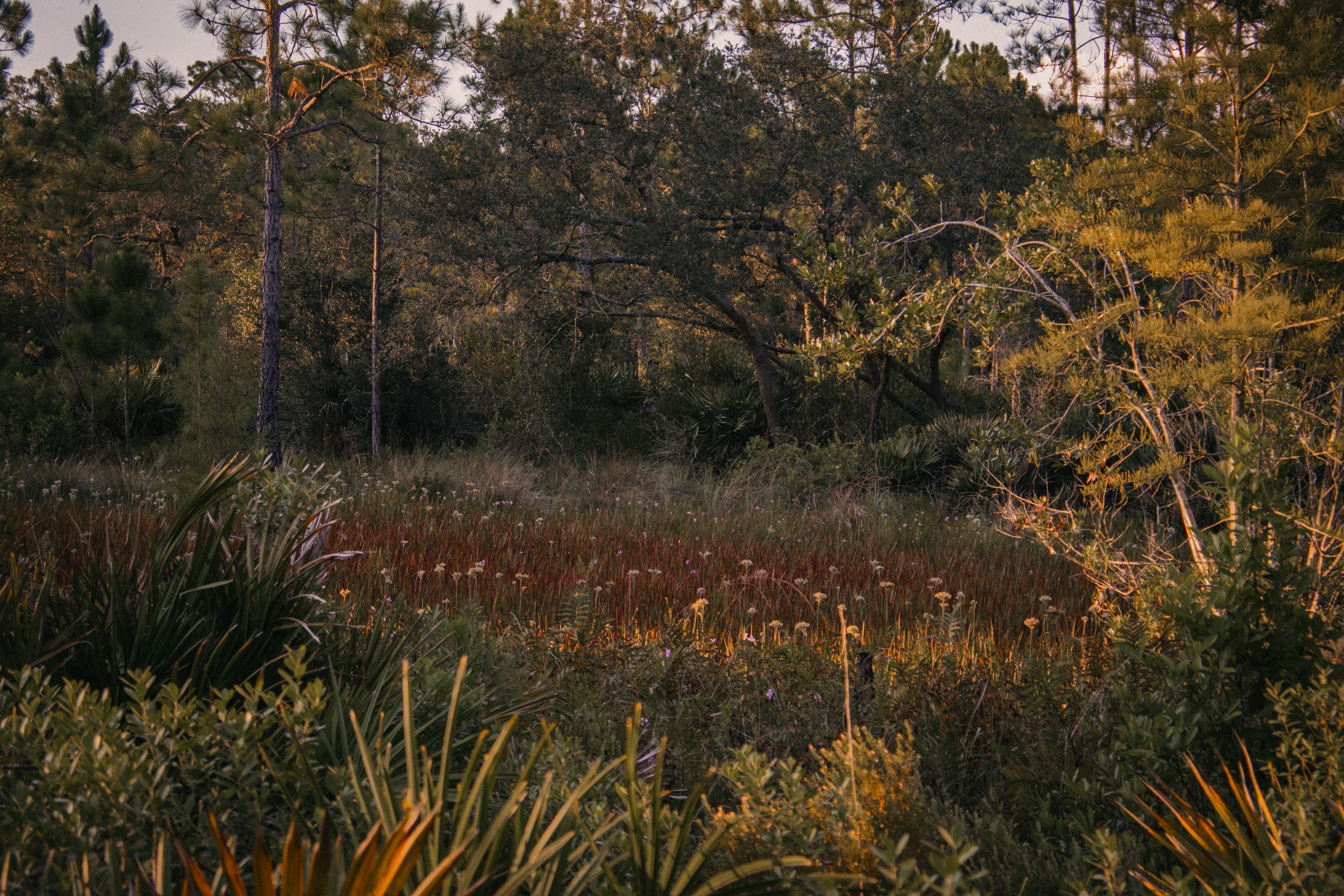Balm Boyette Scrub MTB — Balm Boyette, FL