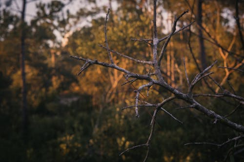 Close-up of a Dry Branch in a Forest