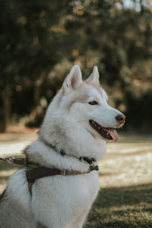 Free Portrait of a Siberian Husky with harness enjoying a sunny day in a meadow. Stock Photo
