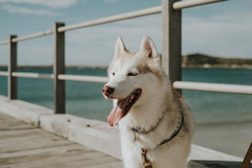 beautiful Siberian Husky dog standing on a pier with ocean in the background