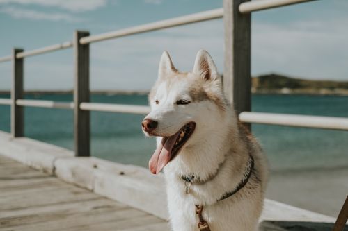 Free Siberian Husky enjoying a sunny day on the Coffs Harbour pier. Stock Photo