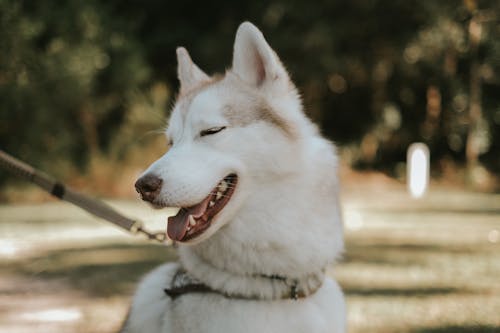 有趣的西伯利亞哈士奇狗閉著眼睛微笑