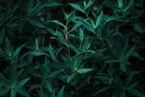 Close-up of Green Leaves 