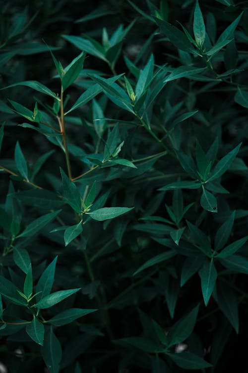 Close-up of Green Leaves