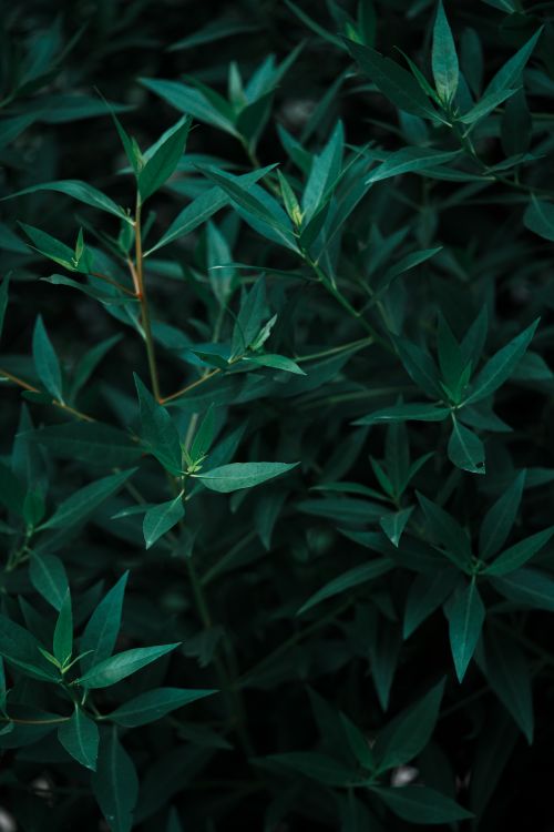 Free Vibrant green leaves in a lush outdoor environment, showcasing nature's beauty. Stock Photo