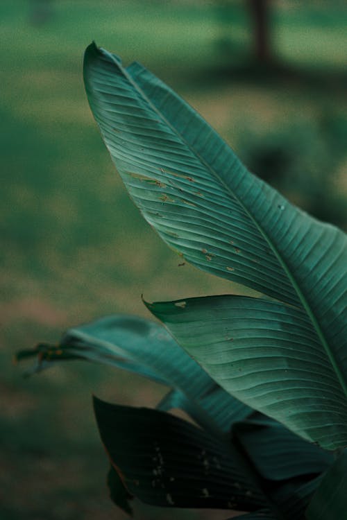 Close-up of Banana Leaves 