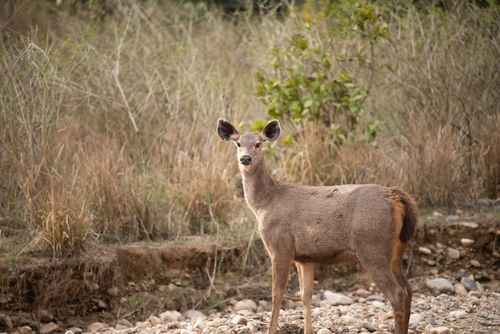 Free A peaceful image of a deer standing amidst natural grassland, highlighting wildlife beauty. Stock Photo