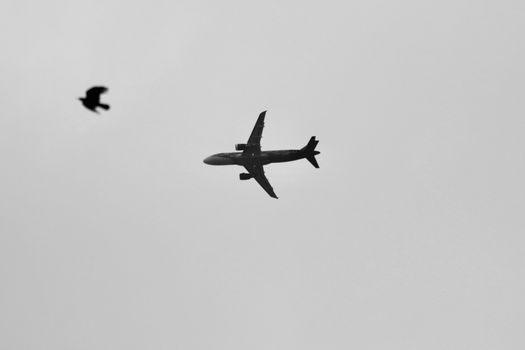 Black and white image of an airplane and bird in flight against a sky in Rome, Italy.