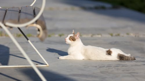 Imagine de stoc gratuită din animal de casă, felină, fotografie de animale