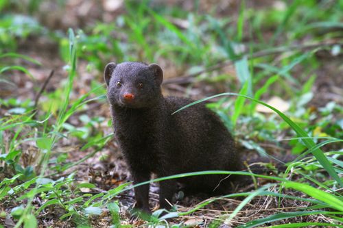 Free Close-up of a dwarf mongoose in the wild, surrounded by lush grass and wilderness. Stock Photo