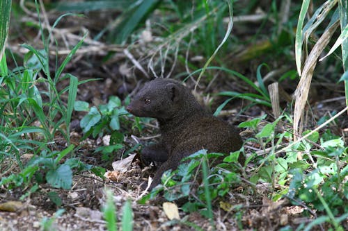 Close up of Marsh Mongoose