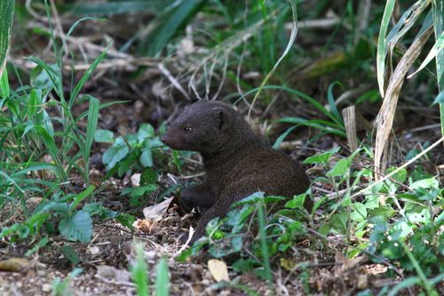 Free A marsh mongoose exploring its natural surroundings among green foliage and earth. Stock Photo