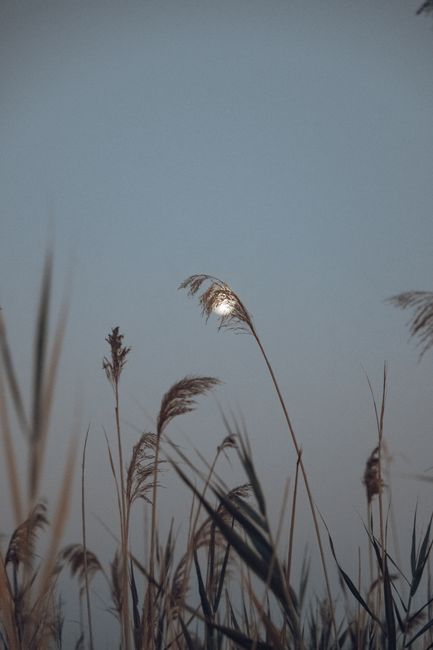 Tranquil tall grasses and the moon in Fethiye, Türkiye, creating a serene atmosphere.