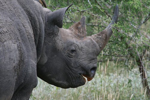 Close up of Rhino