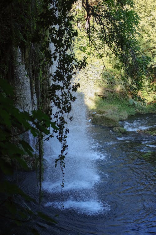 Darmowe zdjęcie z galerii z antalya, cebula, drewno