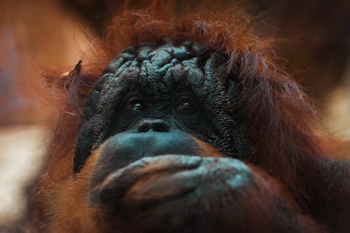 Close-Up Photo of Monkey