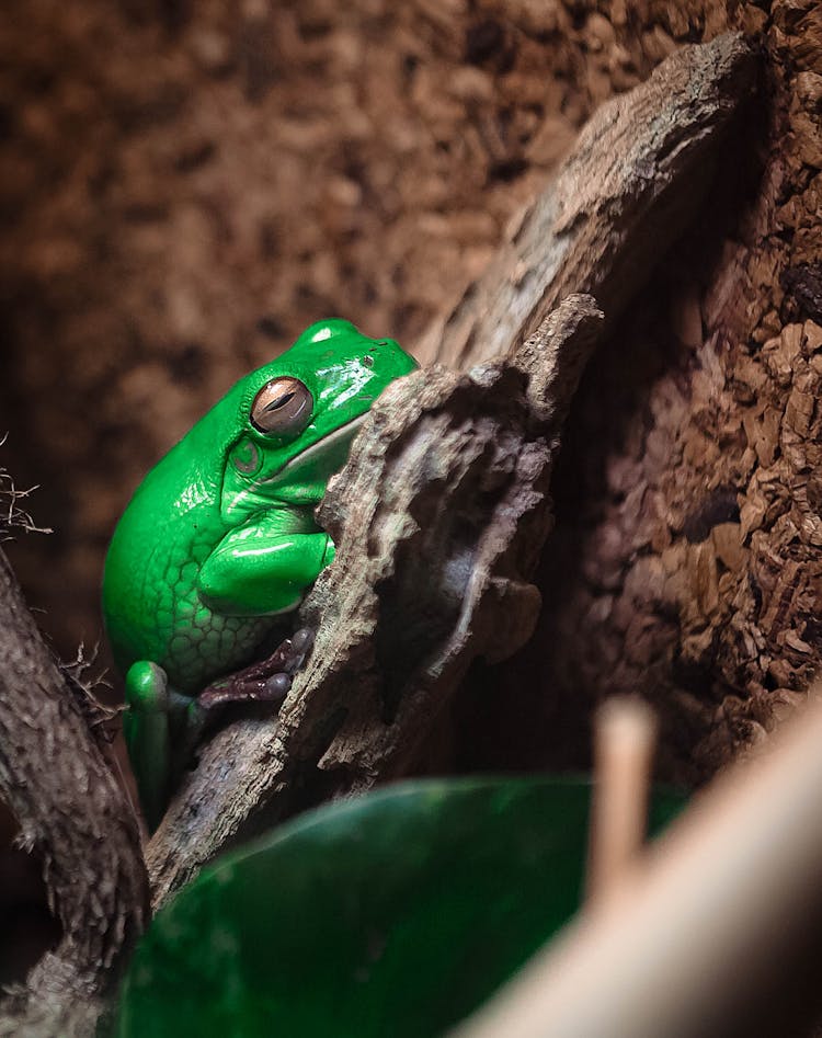 Green Tree Frog