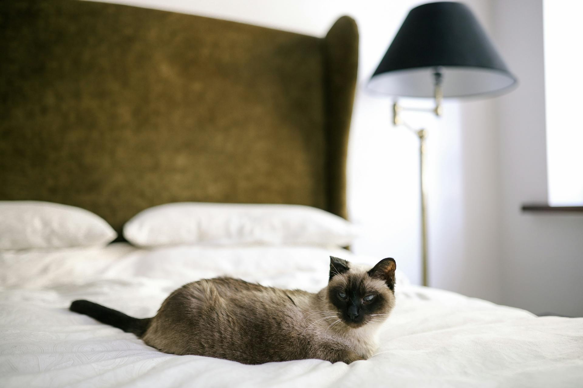 A Siamese Cat Lying on a Bed