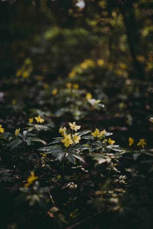 Ilmainen kuvapankkikuva tunnisteilla kasvikunta, keltaiset kukat, kukinta