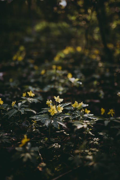 Close-up of Green Shrubs with Yellow Flowers