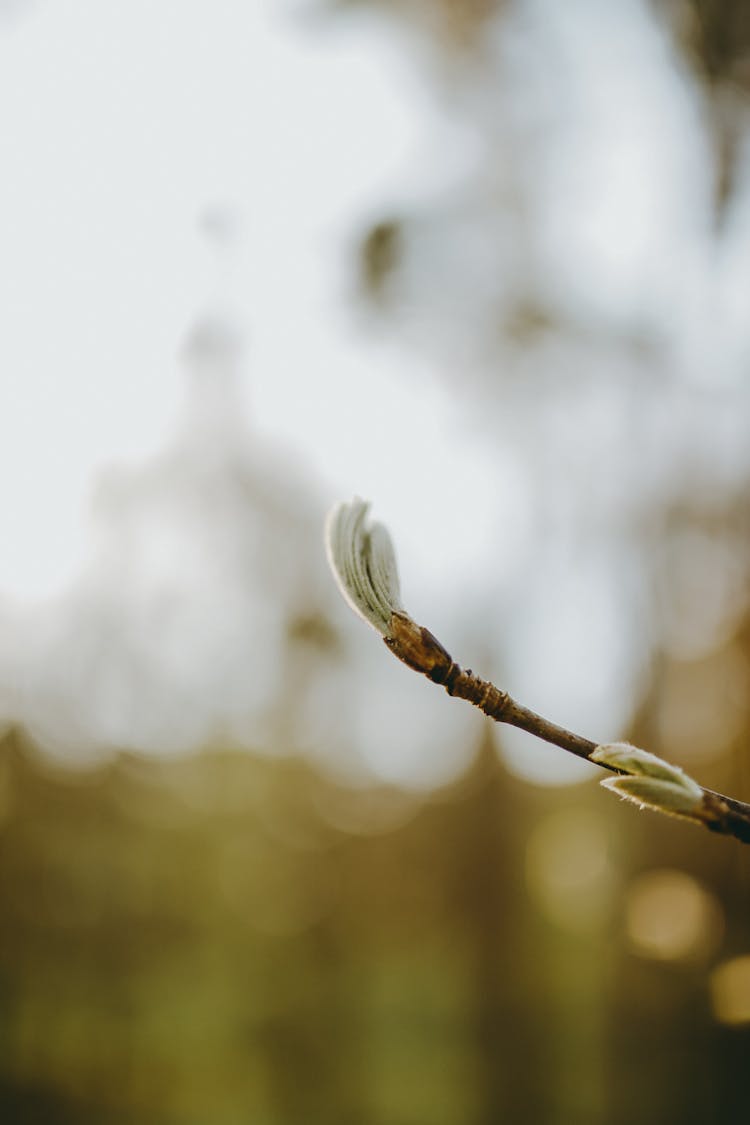 Buds On Branch