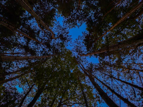 Kostnadsfri bild av blå himmel, mobil fotografering, mobil kamera