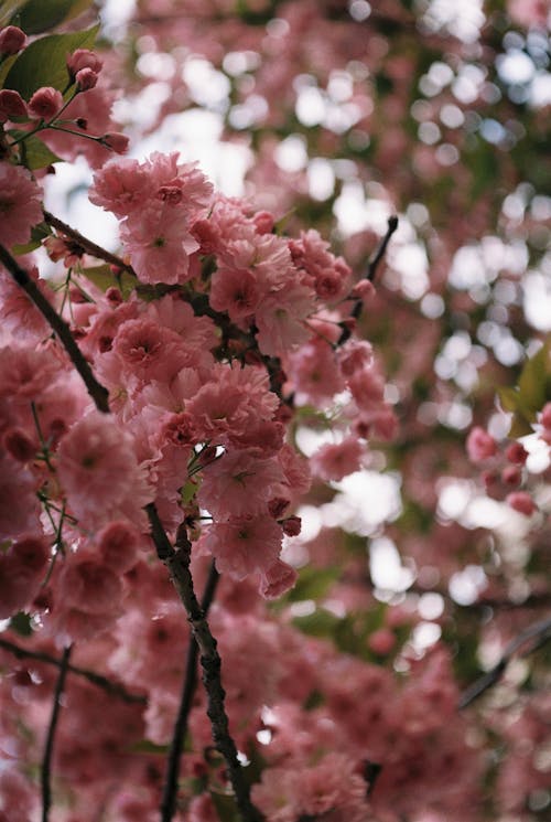 Blooming Cherry Blossom in Spring