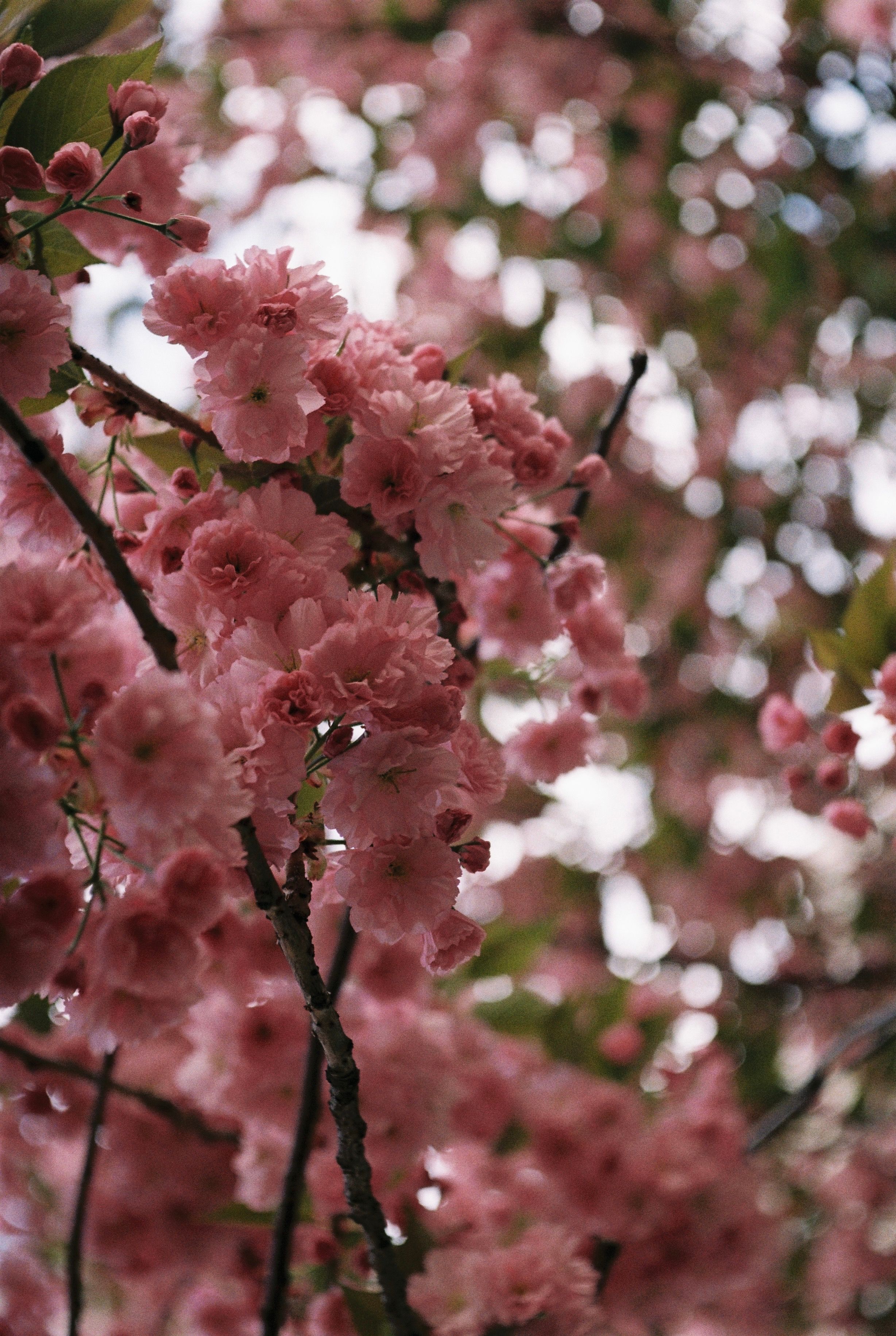 A close up of pink flowers on a tree · Free Stock Photo